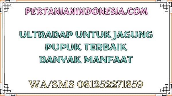 Ultradap Untuk Jagung Pupuk Terbaik Banyak Manfaat